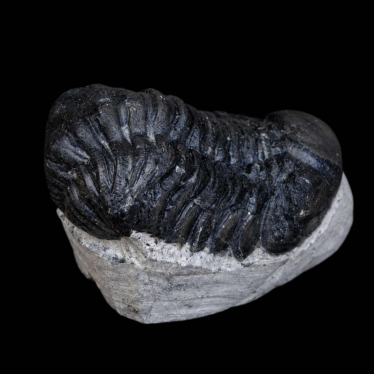 Side view of a prepared trilobite fossil on grey matrix showing ribbed body texture and contrast