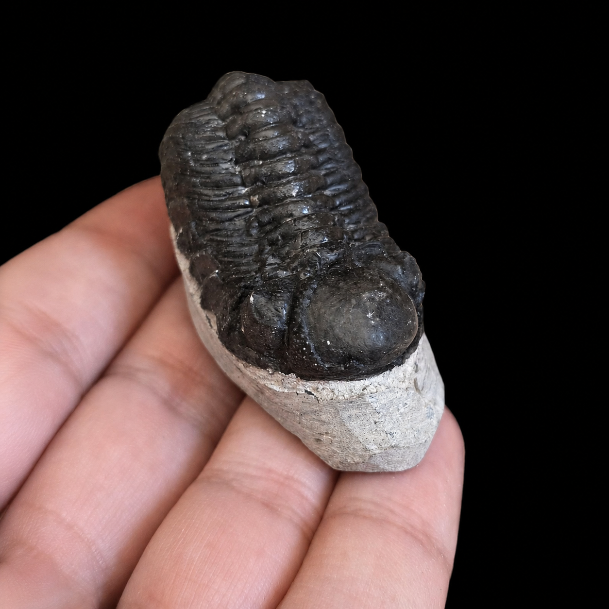 Close top angled view of a prepared dark trilobite fossil on pale matrix held in hand for size reference