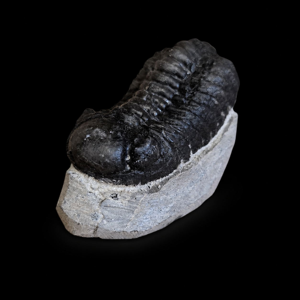 High side angled view of a prepared dark trilobite fossil on pale grey matrix with visible ribbed body detail