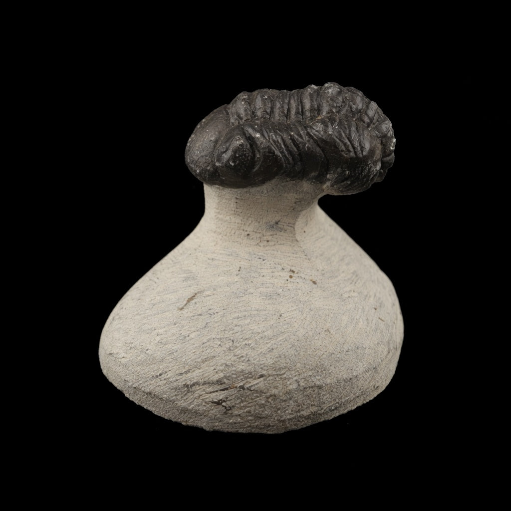 Side view of the detailed prepared trilobite fossil #02 highlighting its form and natural base