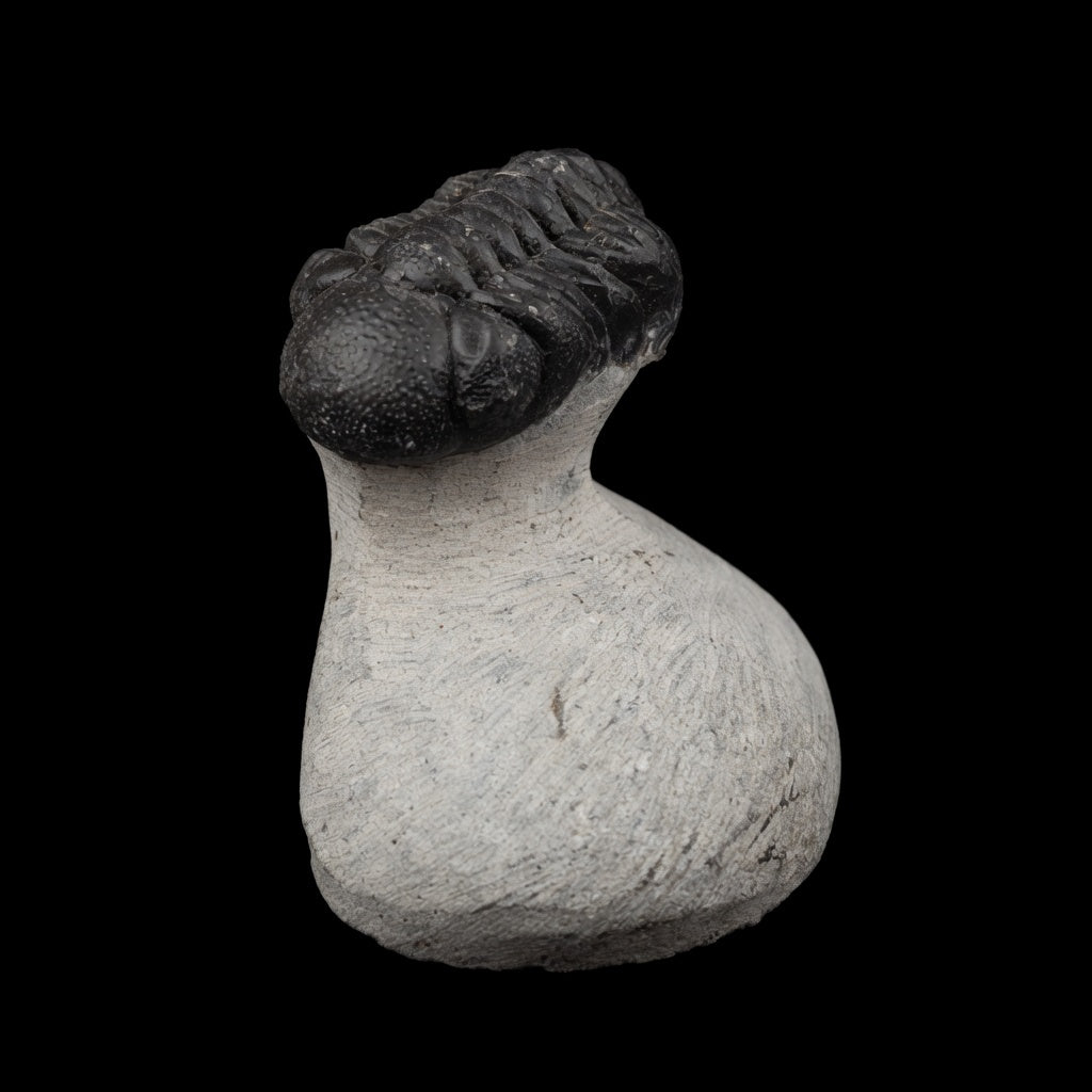 Angled view of premium trilobite fossil #02 showing three-dimensional structure and expert preparation