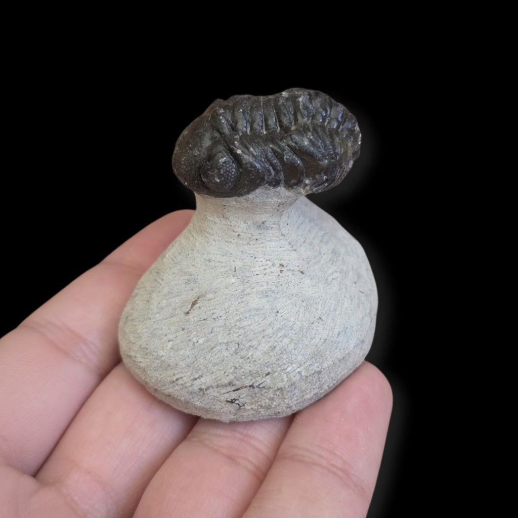 Front view of premium prepared trilobite fossil specimen #02 held in hand for size reference