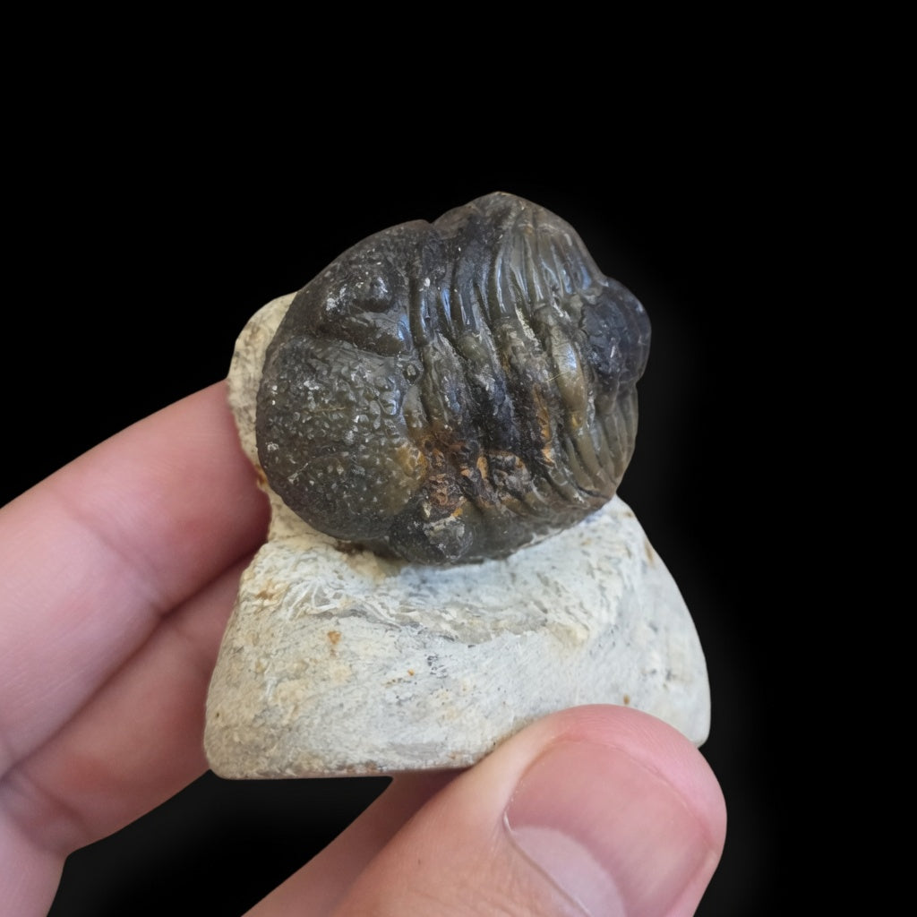Front view of premium prepared trilobite fossil #03 on natural matrix held in hand for size reference