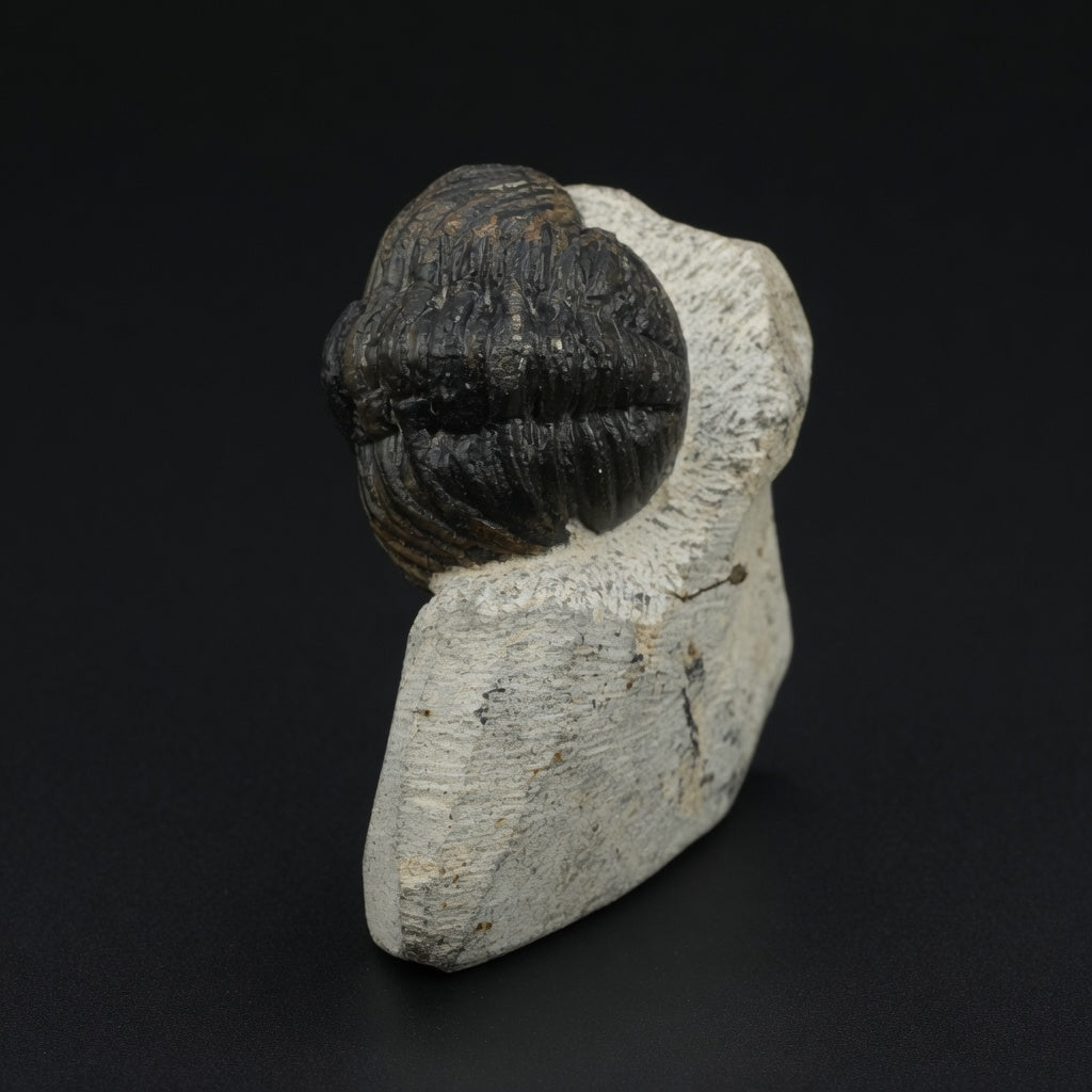 Side view of the detailed prepared trilobite fossil #03 on natural matrix