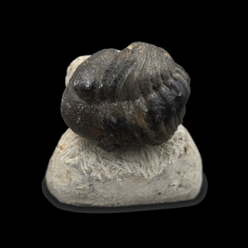 Angled view of premium trilobite fossil #03 on matrix showing three-dimensional structure