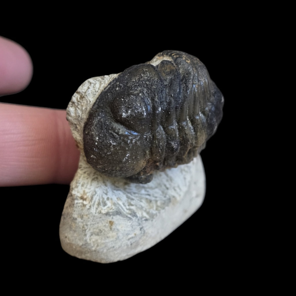 Close angled detail view of premium trilobite fossil #03 on natural matrix with finger for size reference