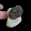 Close angled detail view of premium trilobite fossil #03 on natural matrix with finger for size reference
